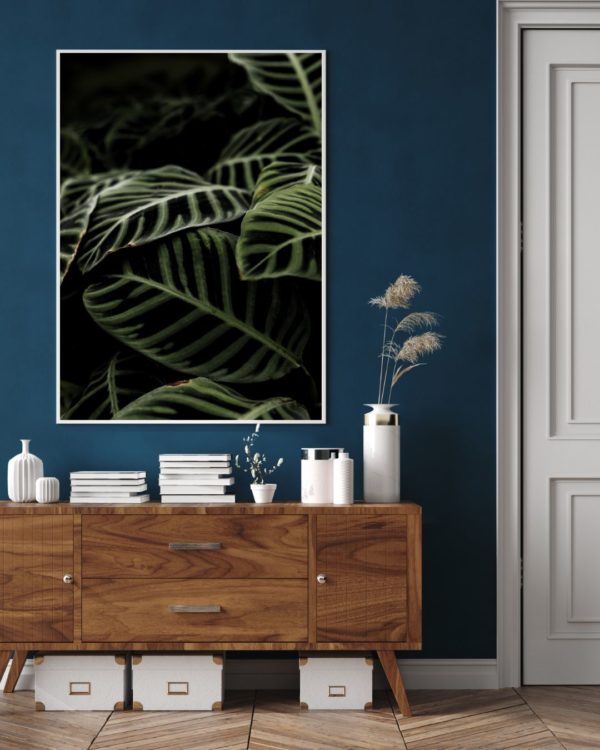 Calathea – Image 3